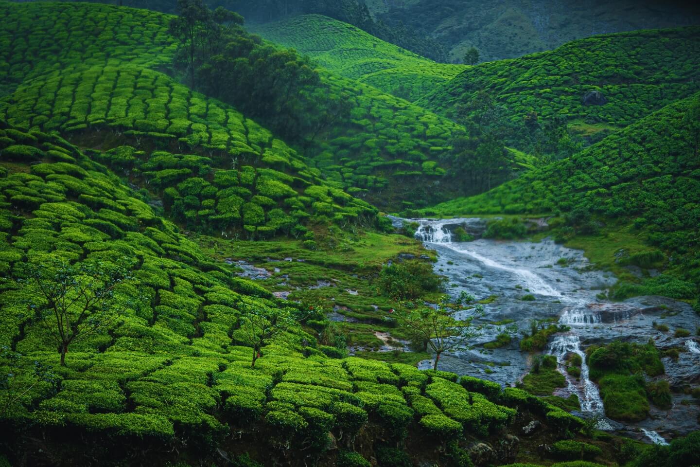 Unwind in Kerala – 5 Days of Bliss & Beauty